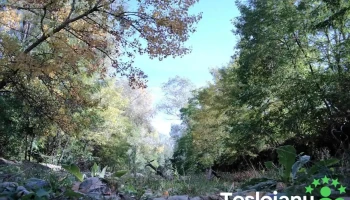 Turcineşti - Turcineşti