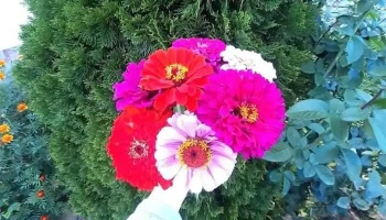 Zlătărei - Zlătărei