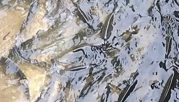 Zmeura si Pastrav de Bargau - Bistrița Bârgăului