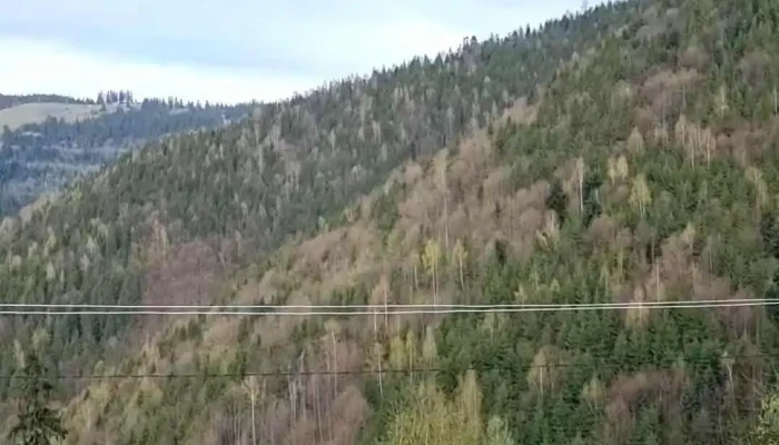 CABANA MESTEACANUL MAGURI RACATAU Videoclipuri - Măguri-răcătău