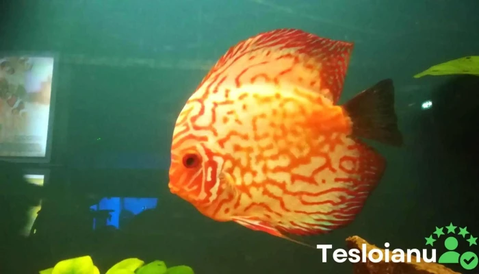 Acvaristica Pet Shop Acvariu - Sighetu Marmației