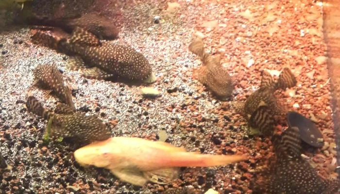 Acvaristica Pet Shop Instagram - Sighetu Marmației