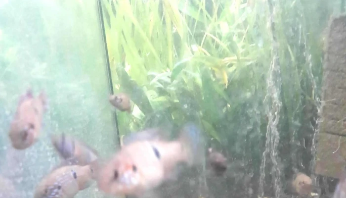 Acvaristica Pet Shop Videoclipuri - Sighetu Marmației