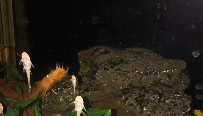 Acvaristica Pet Shop Zonă - Sighetu Marmației