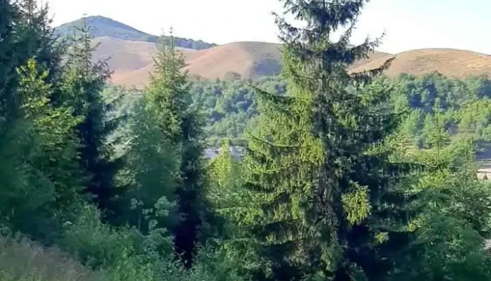 Almas Adresă - Almaş