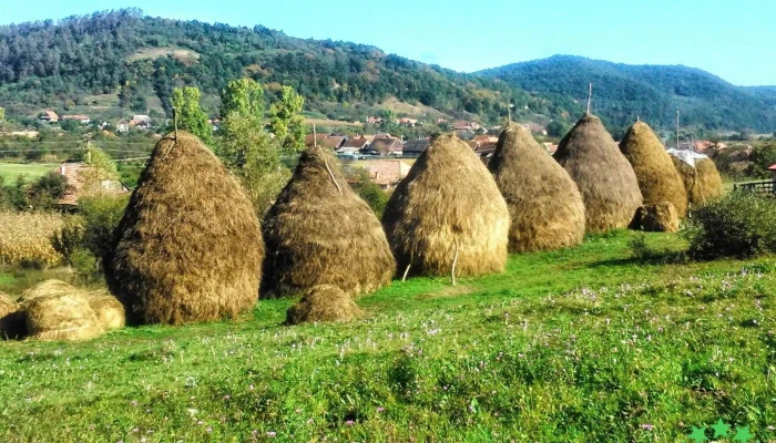 Almasu Prețuri - Almașu