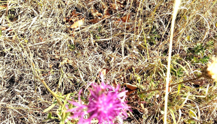 Angofa Wildlife Centre -  Aproape De Mine - Angofa