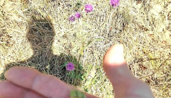 Angofa Wildlife Centre -  Recenzii - Angofa