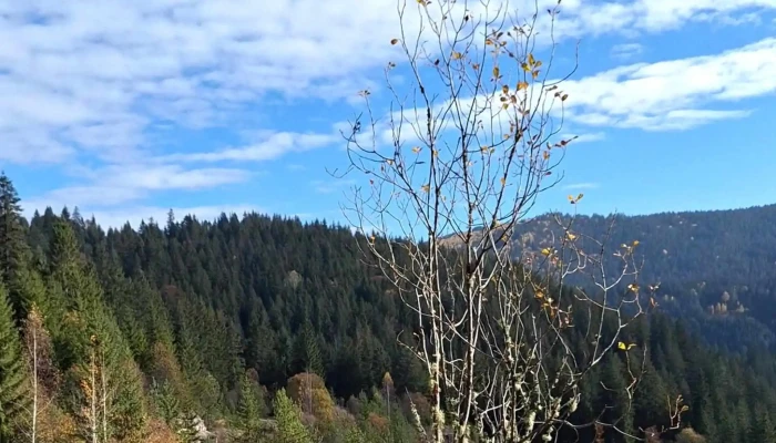 Baile Borsec -  Reduceri - Borsec