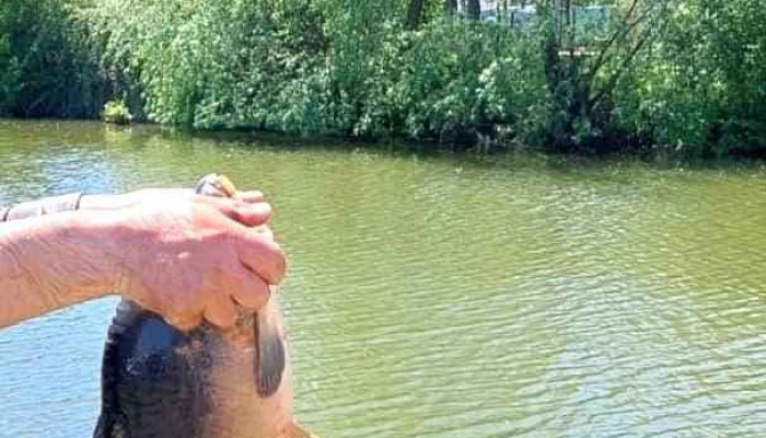 Balta -  Lac Piscicol Argeselu De La Proprietar - Argeșelu
