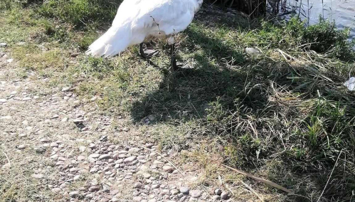 Balta Movileni -  Natura - Movileni