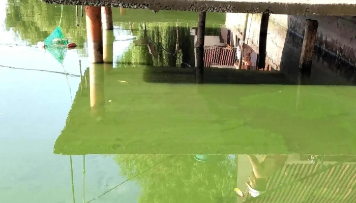 Balta Salciile   Balta Intre Sate Unde - Sălciile