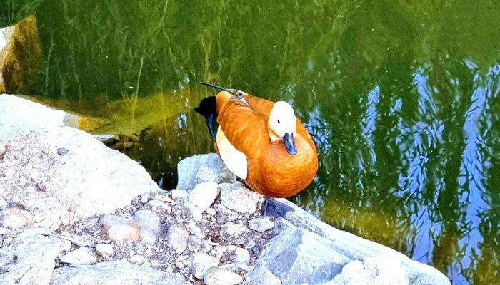 Barza La Cocostarc   Dumbraveni Prețuri - Romania