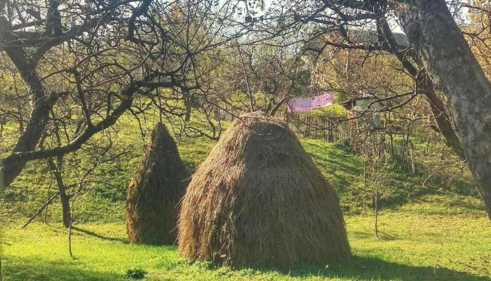 Bertea -  Scor - Bertea