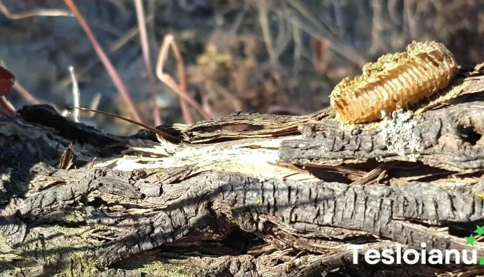 Blajani Scor - Blăjani