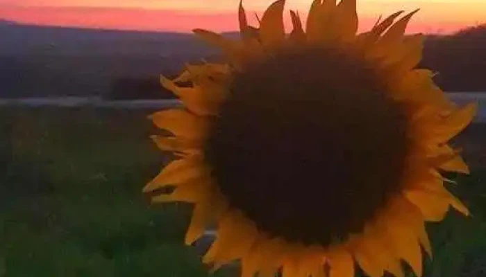 Bogdănești - Bogdănești