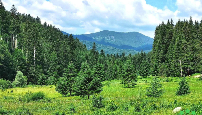 Bolatau Aproape De Mine - Bolătău