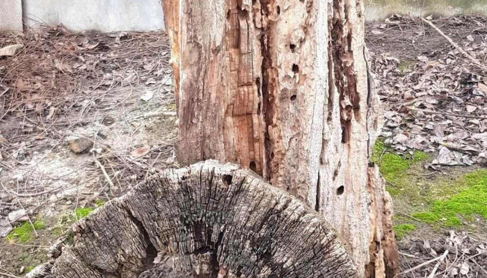 Brahasesti Instagram - Brăhășești