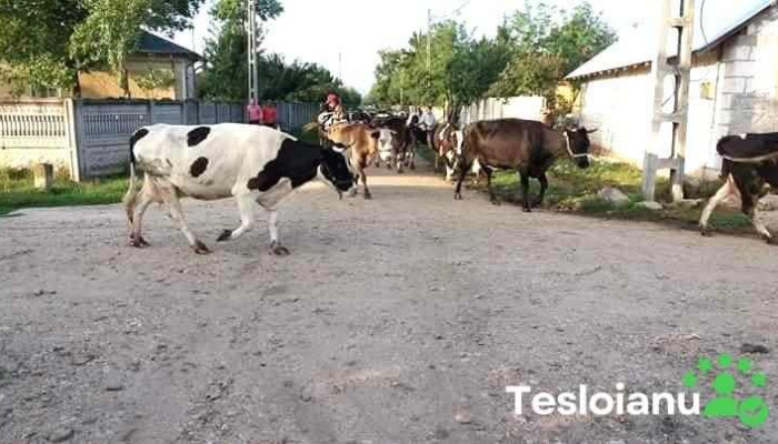 Brastavatu Telefon - Brastavățu