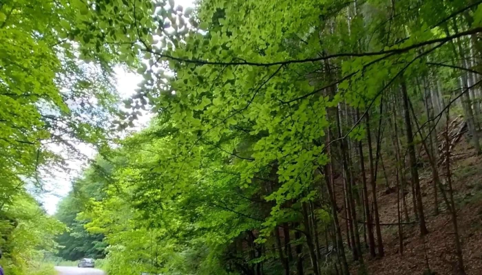 Bratca -  Locație - Bratca