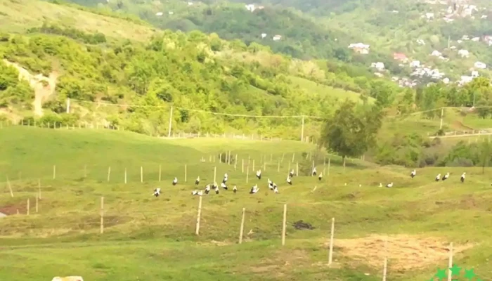 Breaza de Jos - Breaza De Jos