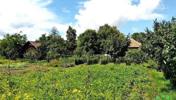 Buhalnița - Buhalnița