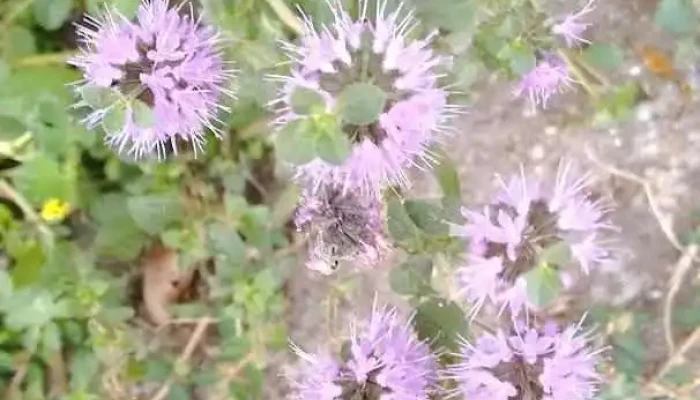 Bujoru - Bujoru