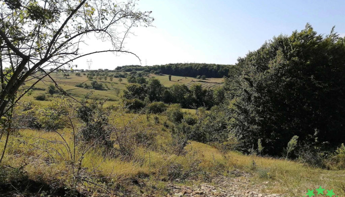 Buteasa -  Număr - Buteasa