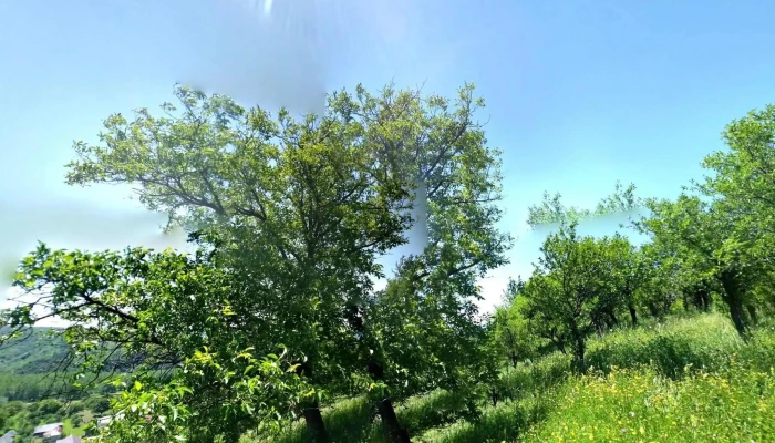Campuri Zonă - Câmpuri