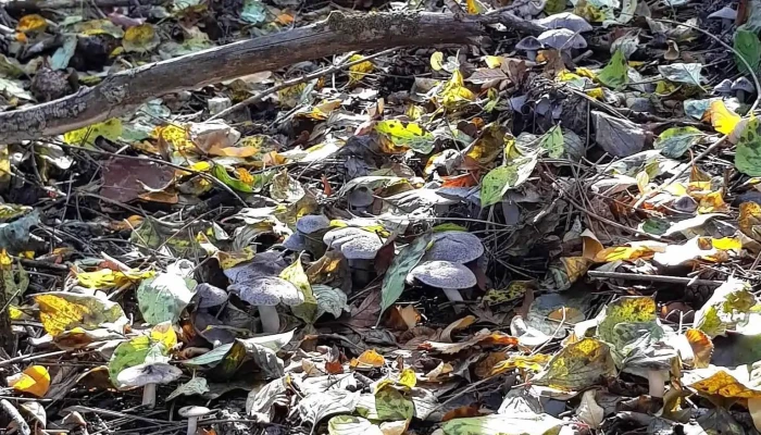Canesti Unde - Cănești
