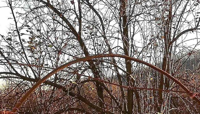 Capreni Aproape De Mine - Căpreni