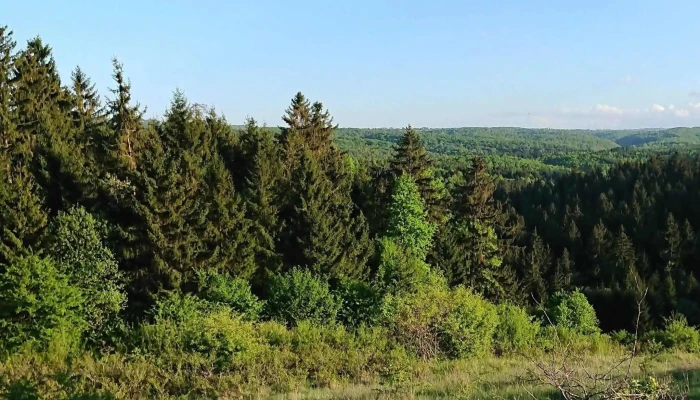 Capus Locație - Romania