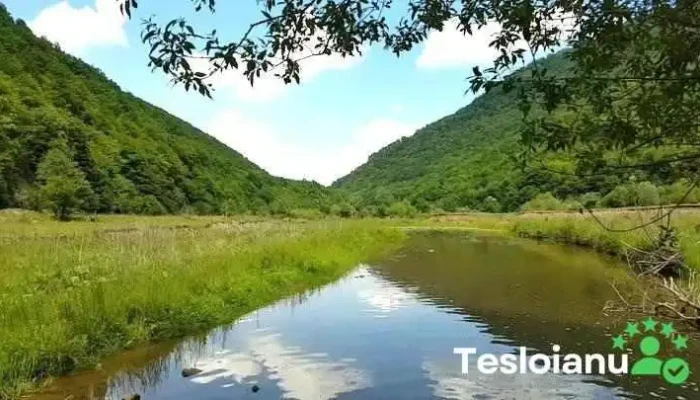 Capus Munte - Romania