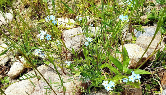 Capus Promoție - Romania