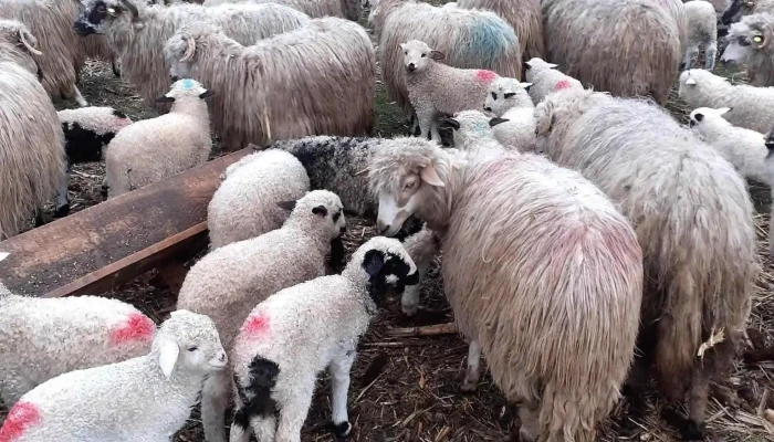 Cauas Deschis Acum - Căuaş