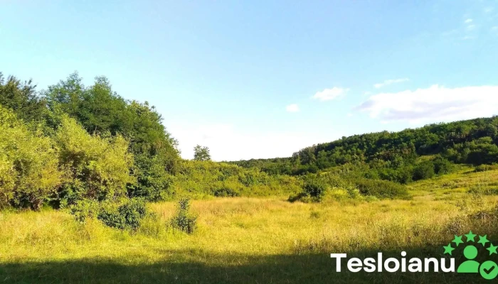 Cepari -  Prețuri - Cepari