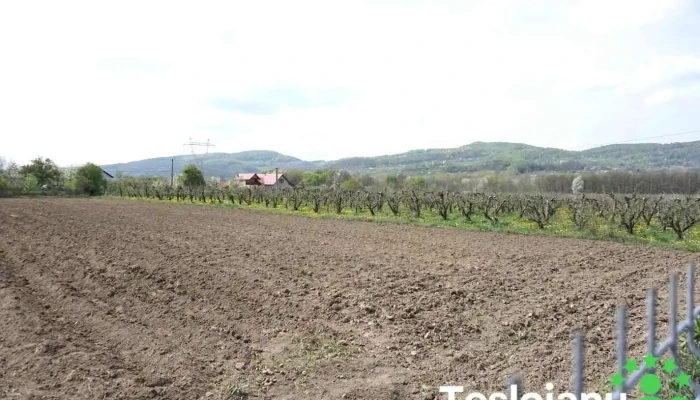 Ceparii Pământeni - Ceparii Pământeni