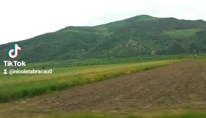 Cerasu Videoclipuri - Cerașu