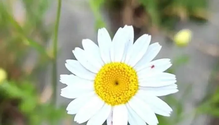 Cernica -  Videoclipuri - Cernica