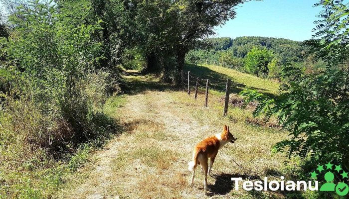 Cernisoara Prețuri - Cernișoara