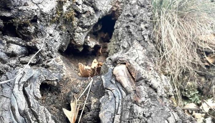 Cetatea Dezna -  Dezna - Dezna