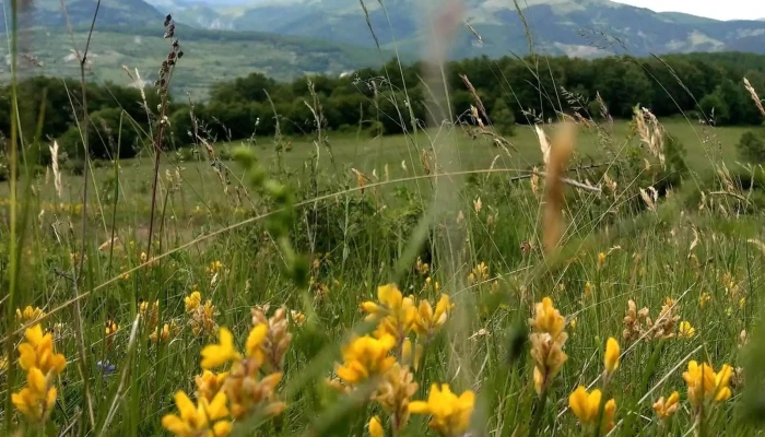 Cetatea Tautului Aproape De Mine - Romania