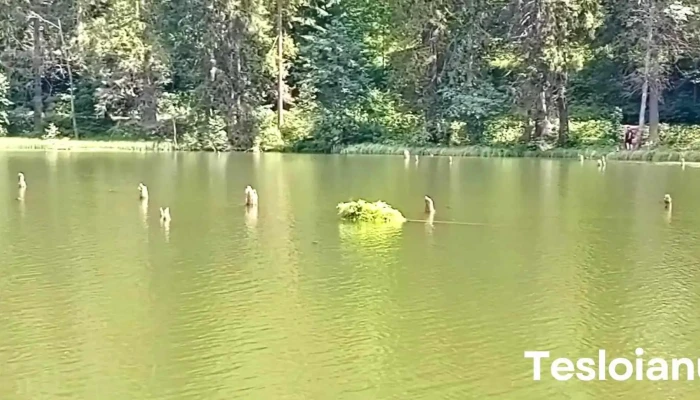 Cheile Bicazului Si Lacul Rosu Videoclipuri - Romania