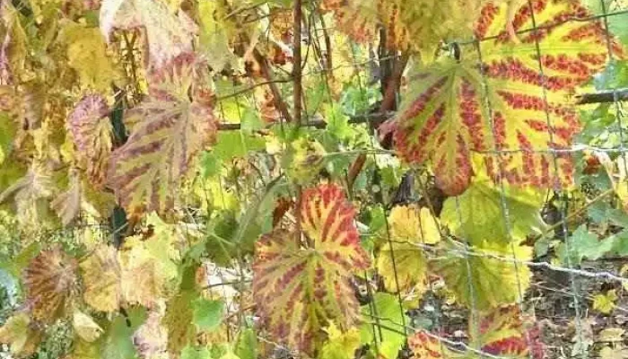 Chiojdeanca - Chiojdeanca