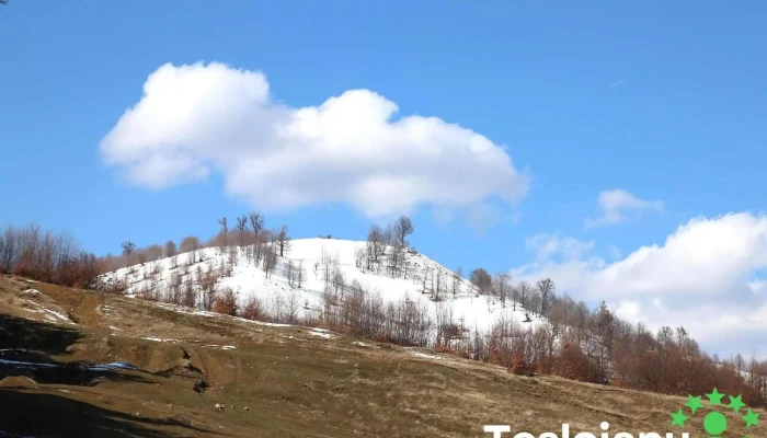 Ciresoaia Munte - Cireșoaia