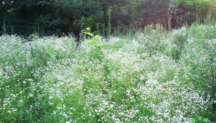Cislău - Cislău