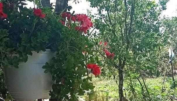 Ciupercenii Vechi - Ciupercenii Vechi
