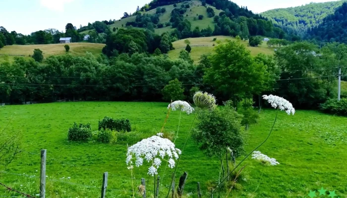 Ciuruleasa -  Reduceri - Ciuruleasa
