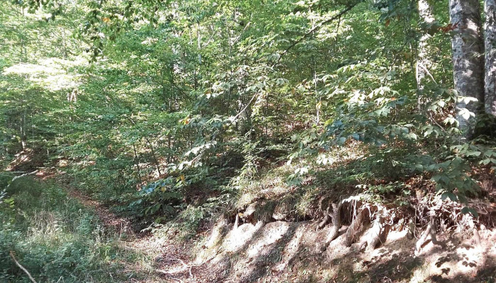 Coloanele De Bazalt De La Piatra Cioplita Comăna De Sus - Comăna De Sus