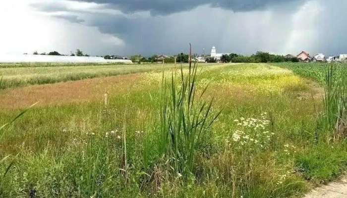Comișani - Comișani